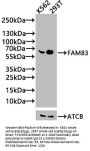 FAM83D Antibody