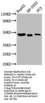 CXorf36 Antibody