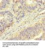 ROPN1 Antibody