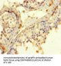 ROPN1 Antibody