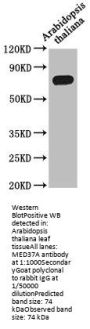 MED37A Antibody