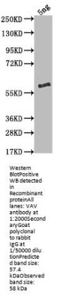 VAV Antibody
