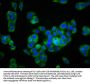 KCNK9 Antibody