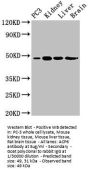 ACP6 Antibody