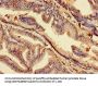 ACP6 Antibody