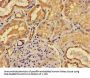 ACP6 Antibody