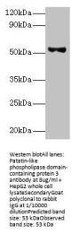PNPLA3 Antibody