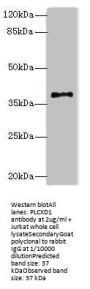 PLCXD1 Antibody