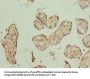 PLCXD1 Antibody