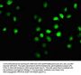 FANCI Antibody