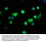 FAIM Antibody