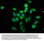 PIH1D1 Antibody