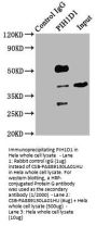 PIH1D1 Antibody