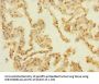 PAQR5 Antibody