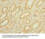 PAQR5 Antibody