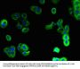 PAQR5 Antibody