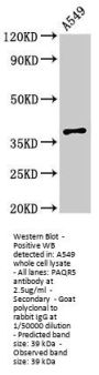PAQR5 Antibody
