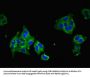 PAQR5 Antibody
