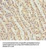NDE1 Antibody