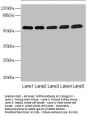 MPP6 Antibody
