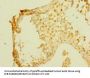 MPP6 Antibody