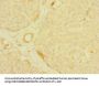 MPP6 Antibody