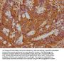 MDFIC Antibody