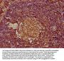 MDFIC Antibody