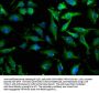 MDFIC Antibody