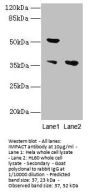IMPACT Antibody
