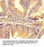 IMPACT Antibody