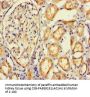 IMPACT Antibody