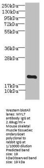 MYL7 Antibody