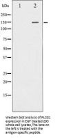 PLCG1 Antibody