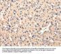 Rabbit anti-human CCL7 polyclonal antibody
