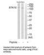 STK10 Antibody