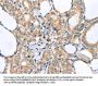 LLGL2 Antibody