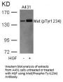 Phospho-MET (Tyr1234) Antibody