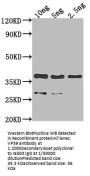 VP39 Antibody