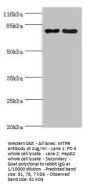 MTRR Antibody