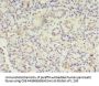 MTRR Antibody