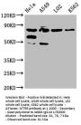 MTRR Antibody