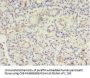 MTRR Antibody