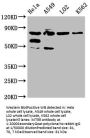 MTRR Antibody