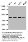 DUX4 Antibody
