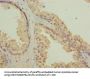 CGGBP1 Antibody