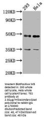 TES Antibody