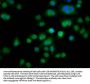 TES Antibody