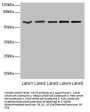 ASIC3 Antibody