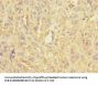 ASIC3 Antibody